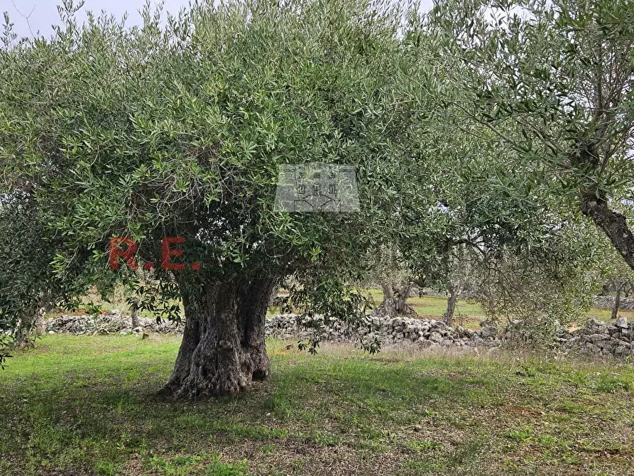 Immagine 3 di Rustico / casale in vendita  a Martina Franca