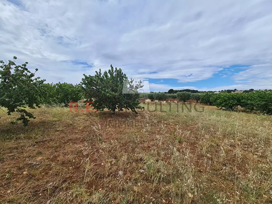 Immagine 26 di Baita in vendita  in Via ospedale a Martina Franca