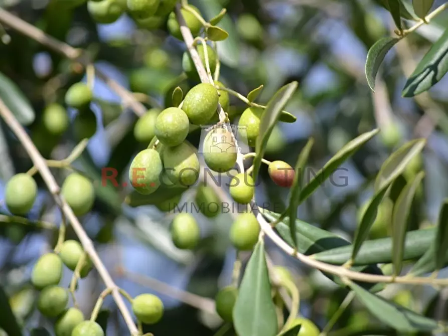 Immagine 2 di Terreno agricolo in vendita  in Strada Cupa-Rampone Zona A 24 a Martina Franca