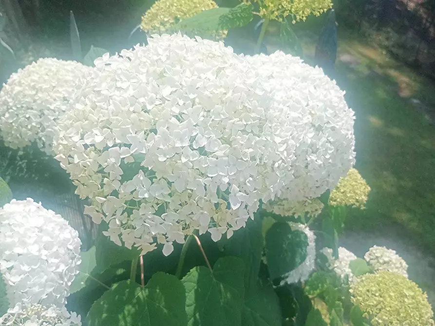 Immagine 33 di Trilocale in vendita  a Zoagli