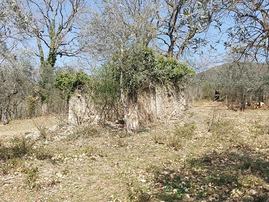 Immagine 9 di Terreno agricolo in vendita  a Massa Martana