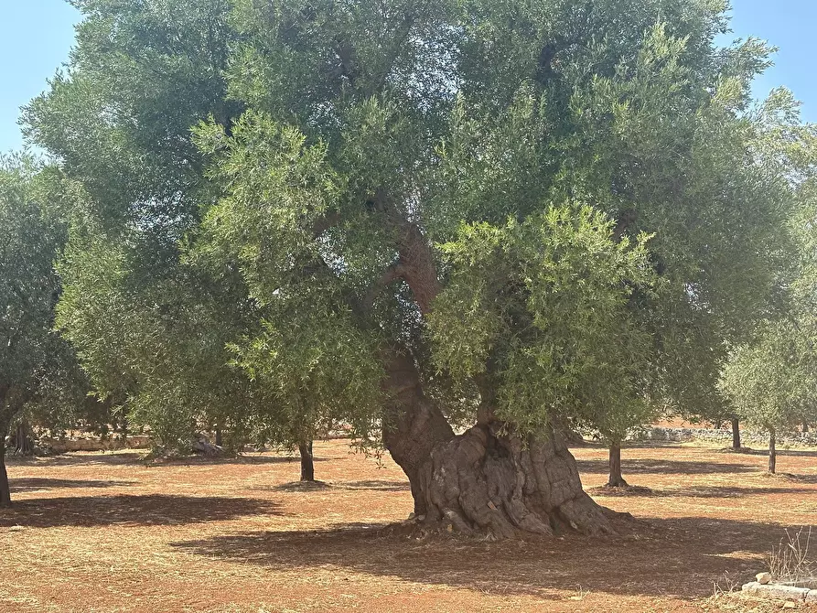 Immagine 13 di Casa indipendente in vendita  in Strada Statale 16 Adriatica a Ostuni