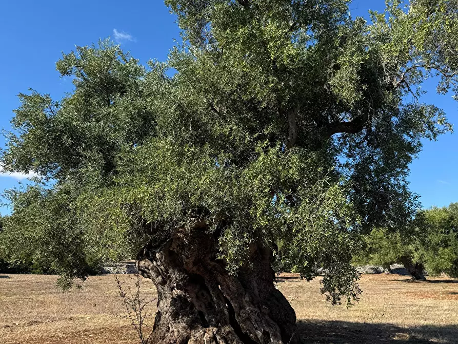 Immagine 18 di Casa indipendente in vendita  in contrada casalini snc a Ostuni