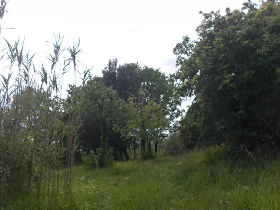 Immagine 1 di Terreno agricolo in vendita  a Casciana Terme Lari