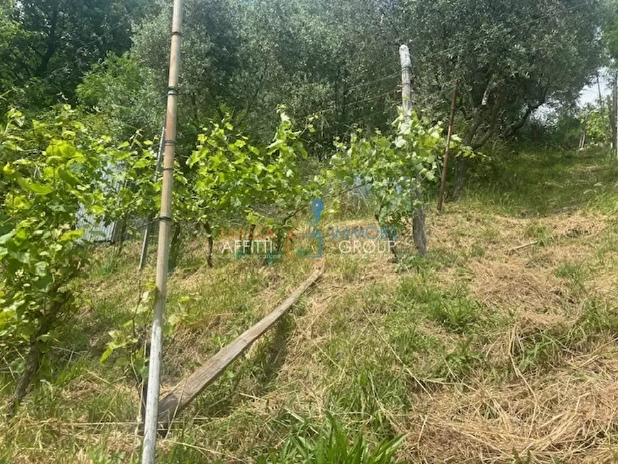 Immagine 21 di Terreno agricolo in vendita  in Viottolo Pianamaggio 1 a Massa