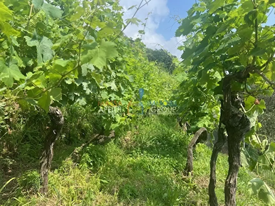 Immagine 6 di Terreno agricolo in vendita  in Viottolo Pianamaggio 1 a Massa