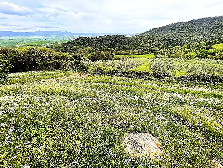 Immagine 6 di Terreno agricolo in vendita  in Località di Popogna la Concezione 35 a Rosignano Marittimo