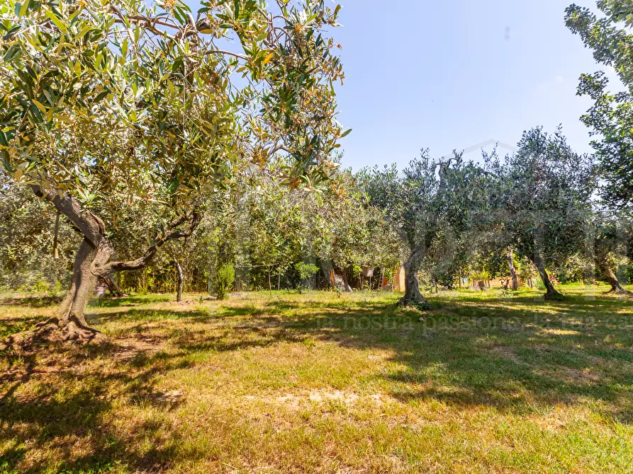 Immagine 16 di Terreno agricolo in vendita  in Via dell'Uliveta a Livorno