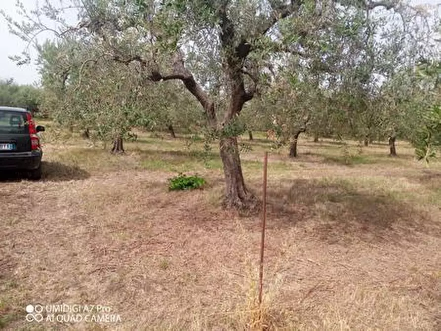 Immagine 4 di Terreno agricolo in vendita  in C.DA VILLA STANAZZO a Lanciano