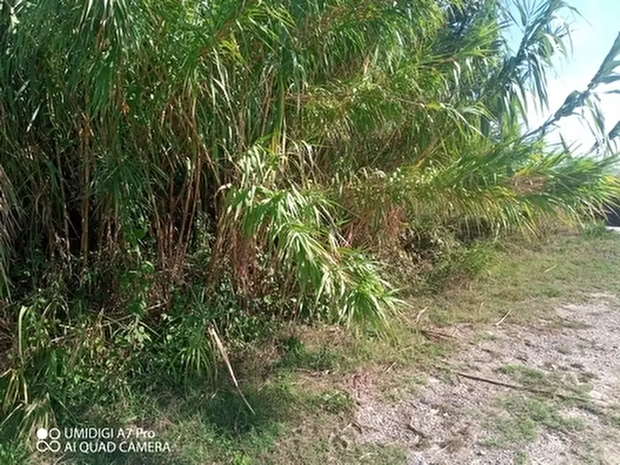 Immagine 4 di Terreno agricolo in vendita  in LOCALITA' SALETTI a Atessa