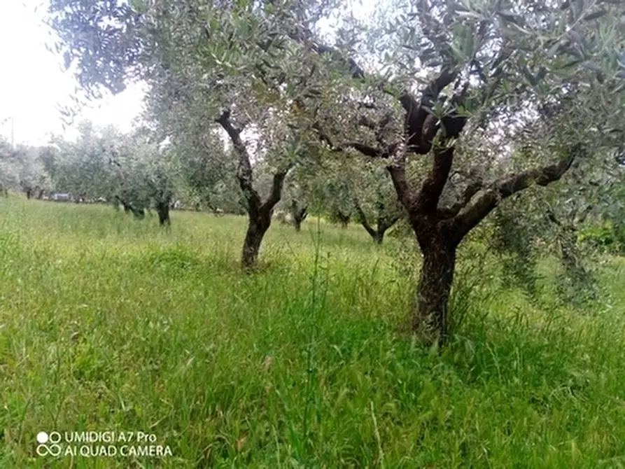Immagine 5 di Terreno agricolo in vendita  in CONTRADA MARCIANESE a Lanciano