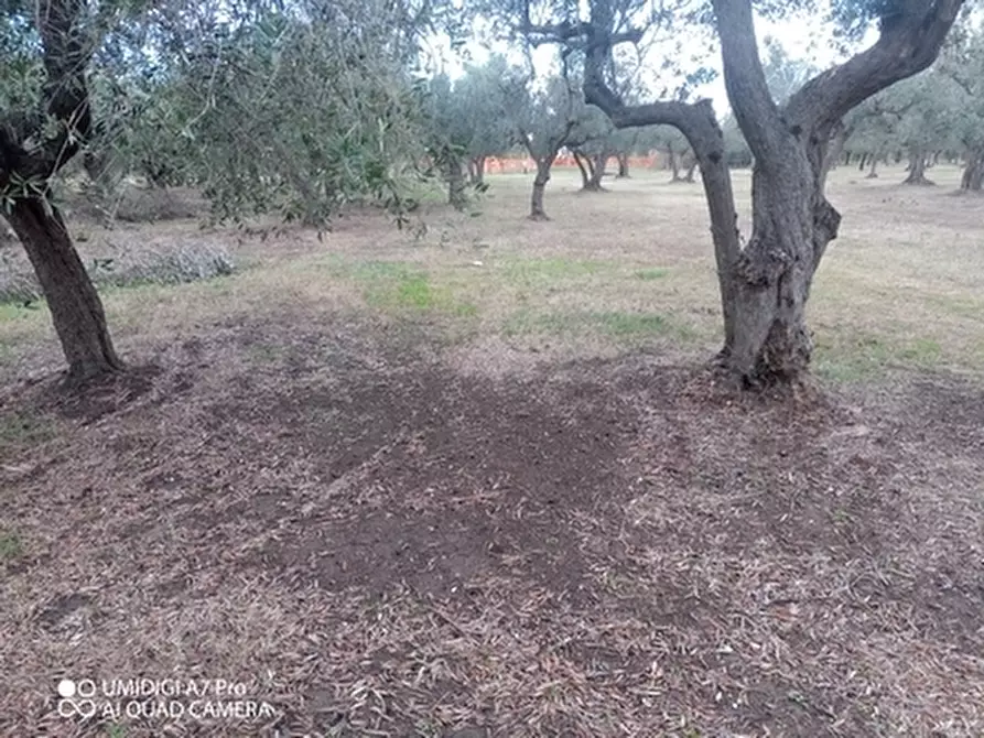 Immagine 15 di Rustico / casale in vendita  in VIA VECCHIA SCORCIOSA a Fossacesia