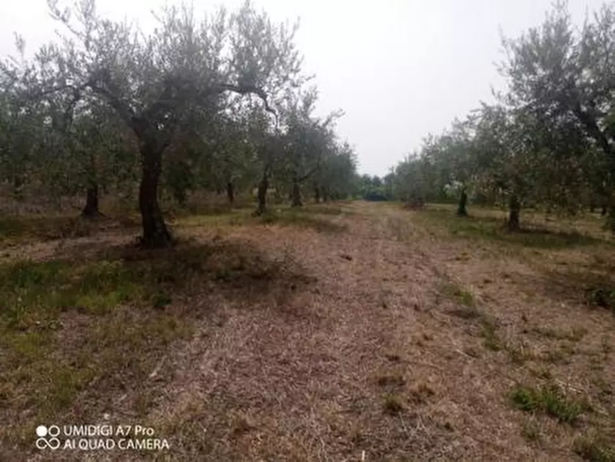 Immagine 28 di Terreno agricolo in vendita  in C.DA VILLA STANAZZO a Lanciano