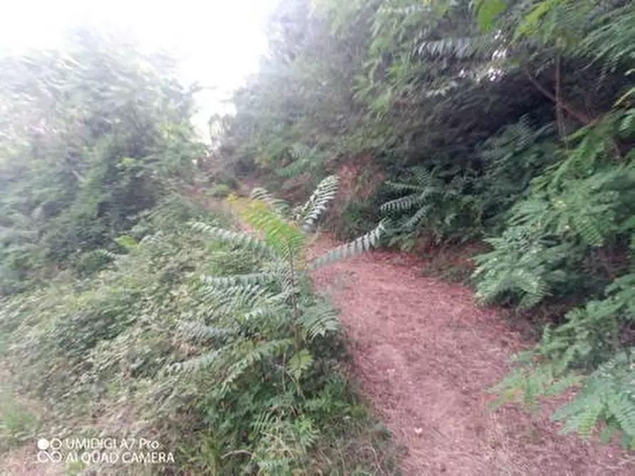 Immagine 23 di Terreno agricolo in vendita  in C.DA VILLA STANAZZO a Lanciano