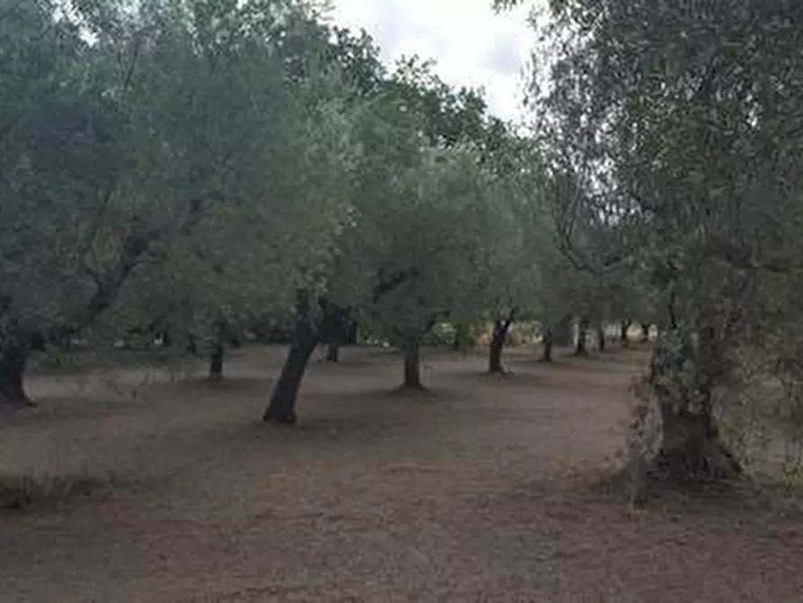 Immagine 20 di Terreno agricolo in vendita  a Santa Maria Imbaro