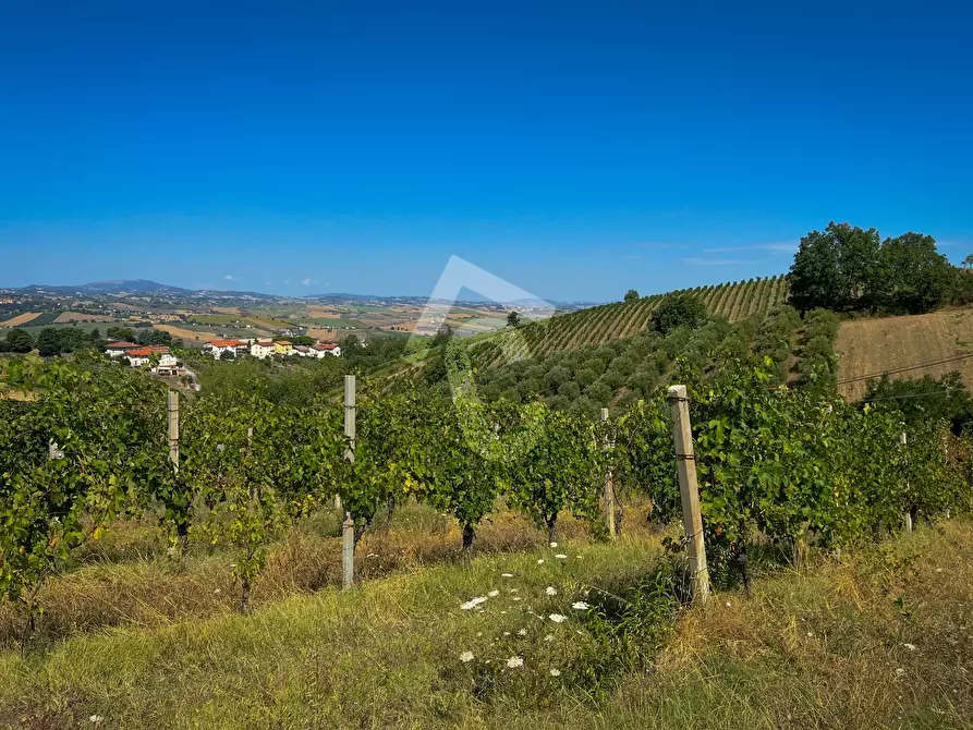 Immagine 15 di Terreno agricolo in vendita  a Montecarotto