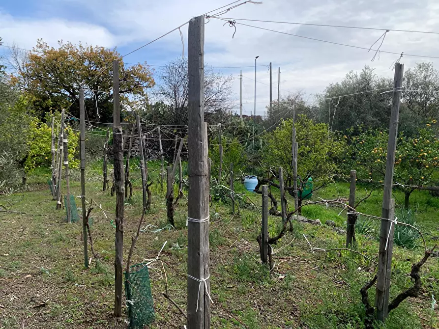 Immagine 21 di Terreno agricolo in vendita  a Pedara