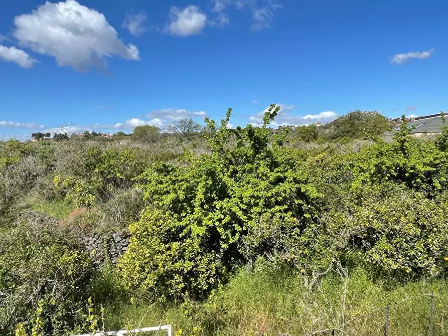 Immagine 2 di Terreno industriale in vendita  a Mascalucia