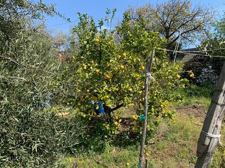 Immagine 6 di Terreno agricolo in vendita  a Pedara