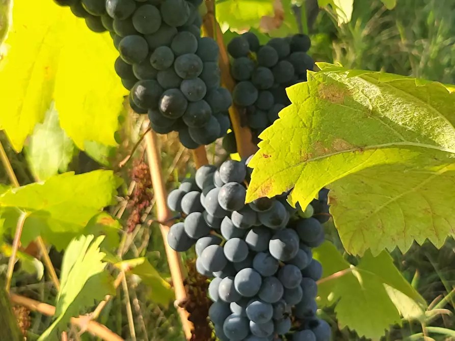 Immagine 102 di Casa indipendente in vendita  in Via Giotto 22 a Acri