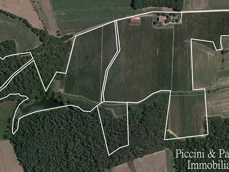 Immagine 2 di Azienda agricola in vendita  in Via Soccorso a Castiglione Del Lago