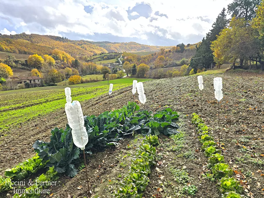 Immagine 11 di Terreno agricolo in vendita  in Località Colonnata a Gubbio