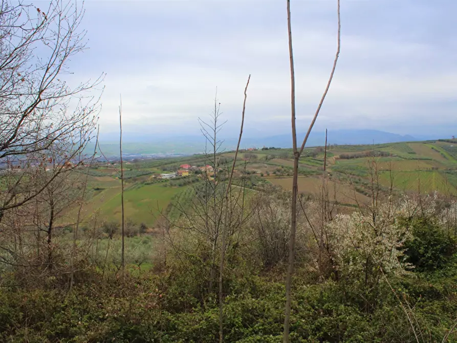 Immagine 3 di Terreno agricolo in vendita  in via Brasile a Mozzagrogna