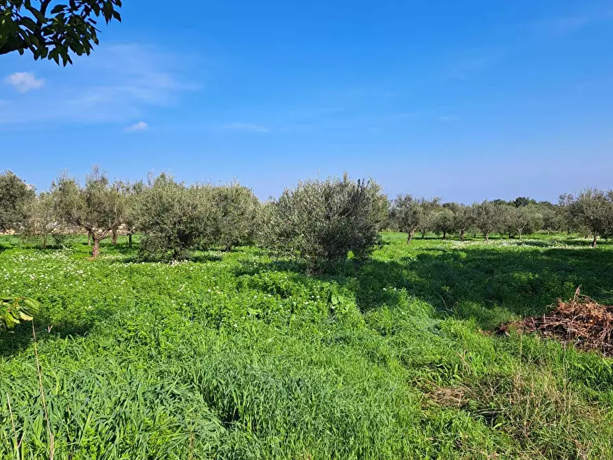 Immagine 6 di Terreno edificabile in vendita  in Via Follani 107 a Lanciano