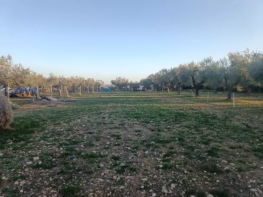 Immagine 2 di Terreno edificabile in vendita  in Contrada San Martino a Treglio