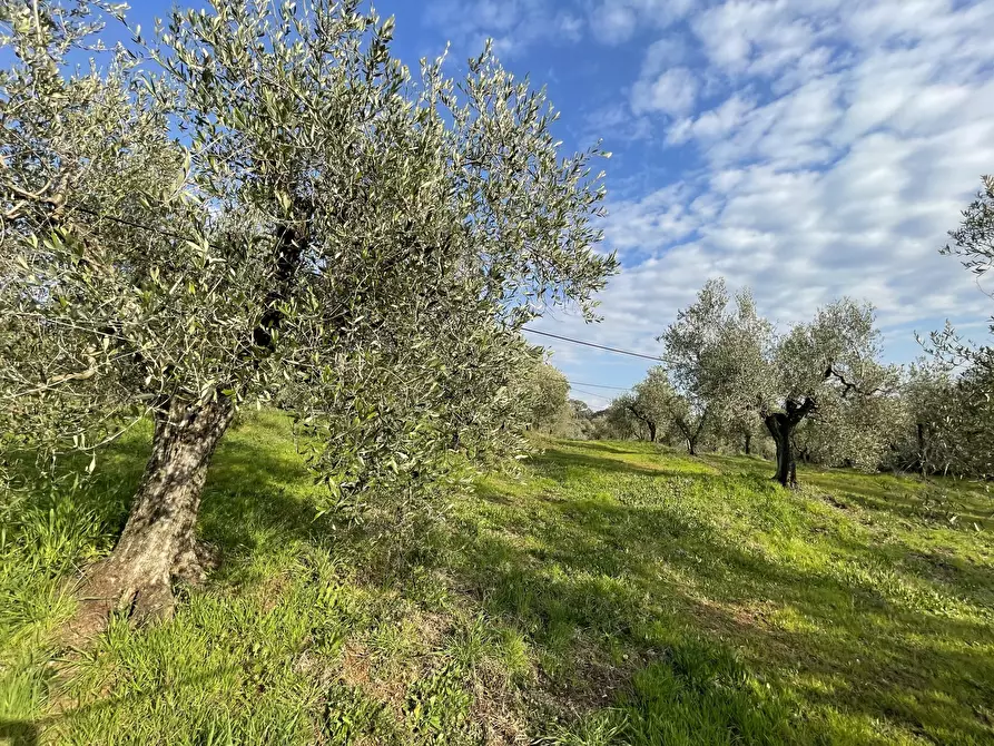 Immagine 1 di Terreno agricolo in vendita  in Strada Provinciale dei Tre Comuni a Casale Marittimo