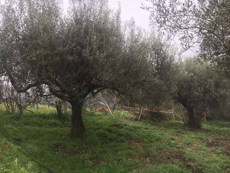 Immagine 1 di Terreno agricolo in vendita  in Via Monte Calcaro 51 a Sacrofano