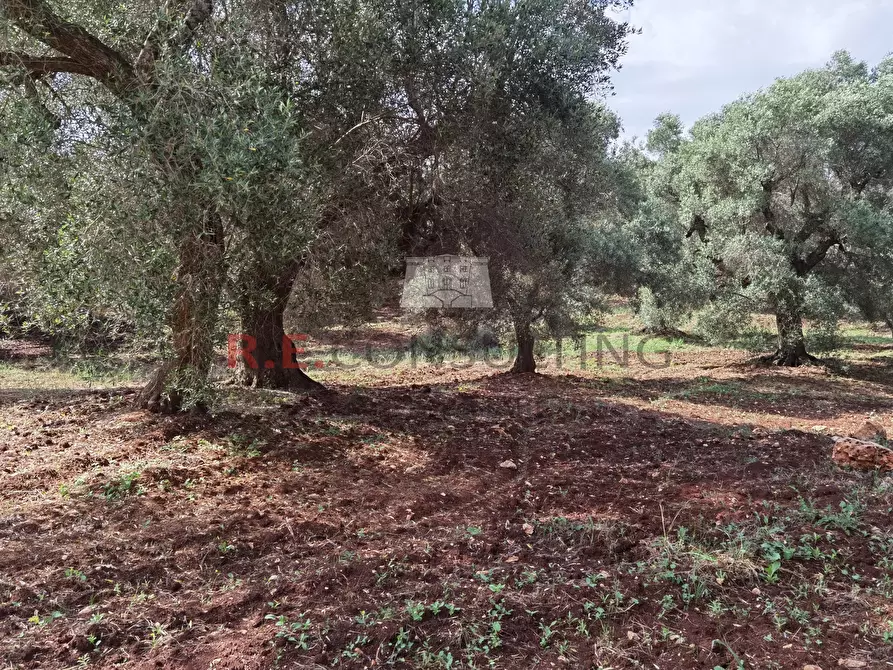 Immagine 14 di Baita in vendita  a Ceglie Messapico