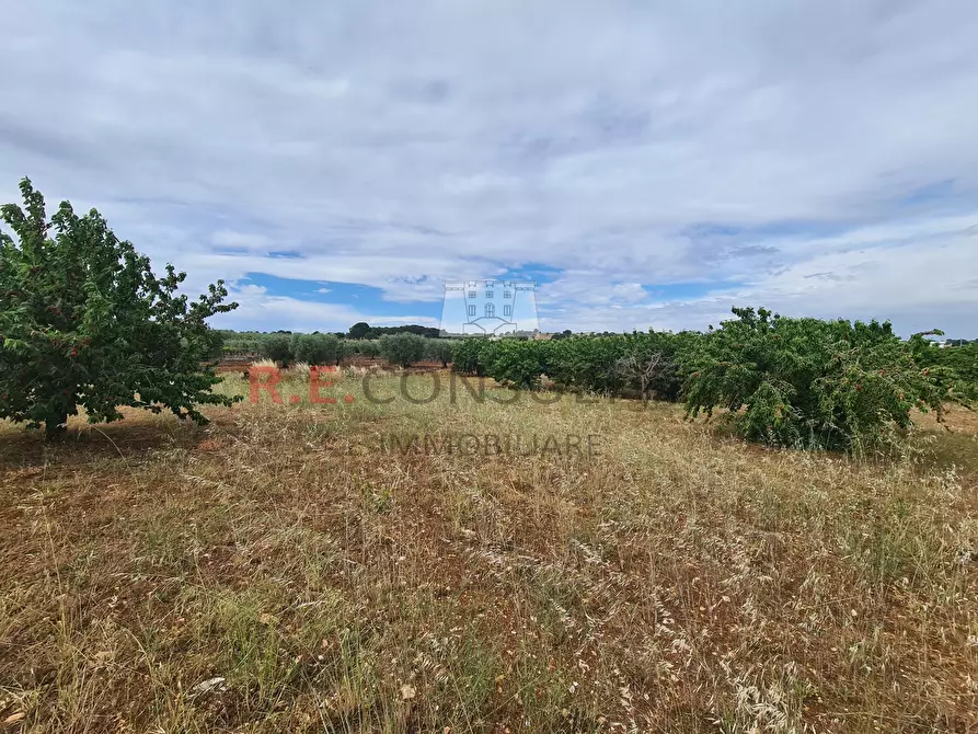 Immagine 27 di Baita in vendita  in Via ospedale a Martina Franca