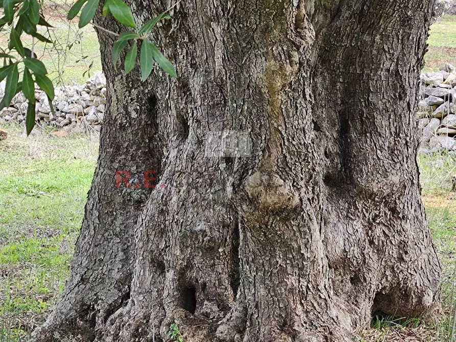 Immagine 18 di Rustico / casale in vendita  a Martina Franca