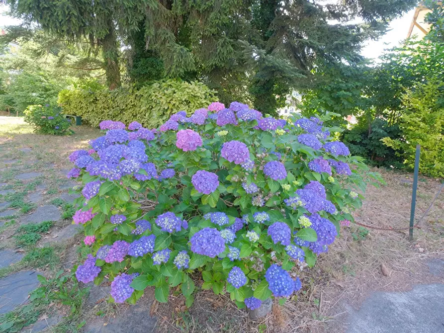 Immagine 13 di Villa in vendita  in Via Vassuria 58 a Urbe