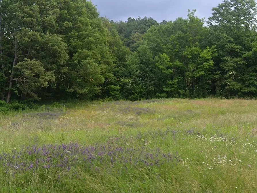 Immagine 7 di Terreno edificabile in vendita  a Sassello