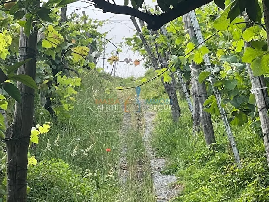 Immagine 3 di Terreno agricolo in vendita  in Via del Pozzo 2 a Massa