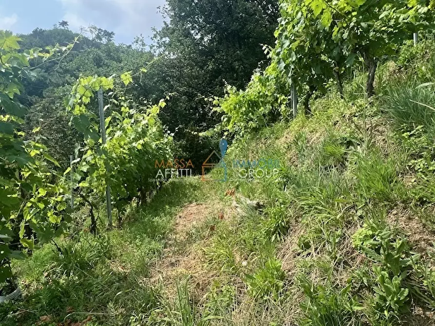 Immagine 7 di Terreno agricolo in vendita  in Viottolo Pianamaggio 1 a Massa