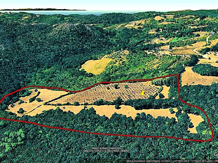 Immagine 13 di Terreno agricolo in vendita  in Località di Popogna la Concezione 35 a Rosignano Marittimo