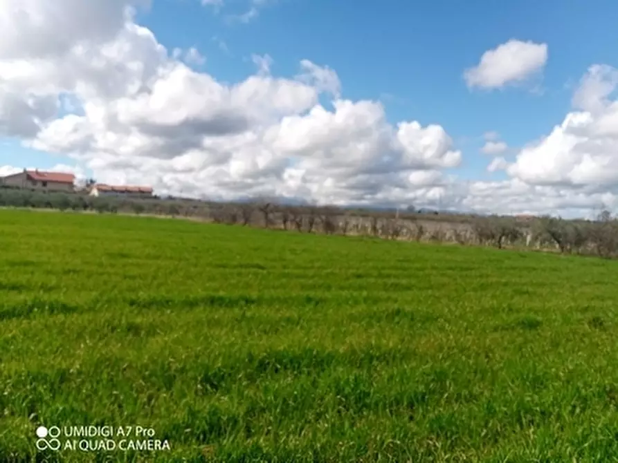 Immagine 6 di Terreno agricolo in vendita  a Fossacesia
