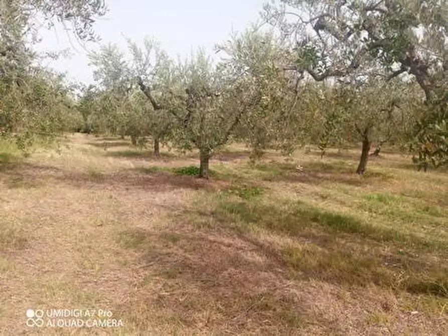 Immagine 9 di Terreno agricolo in vendita  in C.DA VILLA STANAZZO a Lanciano