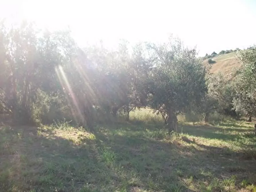 Immagine 7 di Terreno agricolo in vendita  in C.DA RIZZACORNO a Lanciano
