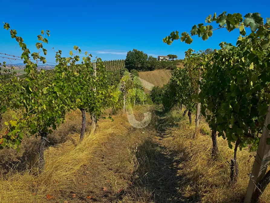 Immagine 14 di Terreno agricolo in vendita  a Montecarotto