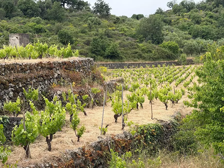 Immagine 10 di Terreno agricolo in vendita  a Tremestieri Etneo
