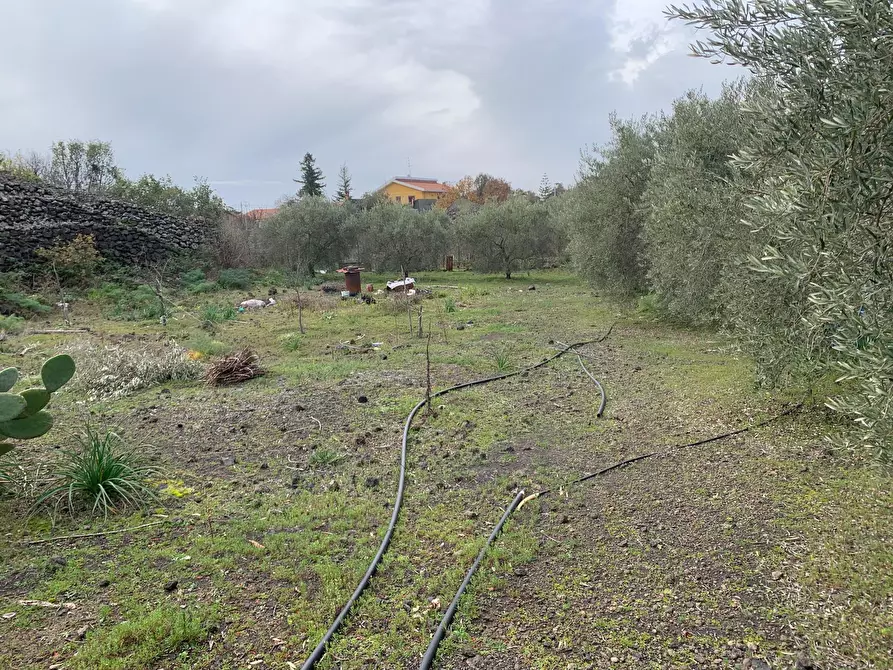 Immagine 16 di Terreno agricolo in vendita  a Pedara