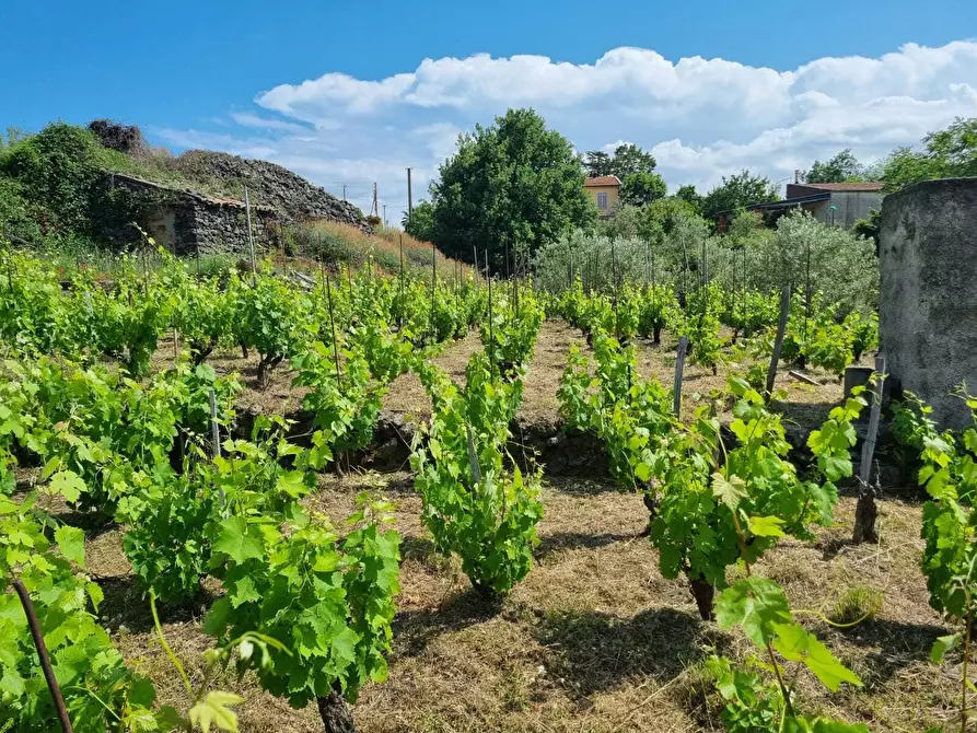 Immagine 19 di Terreno agricolo in vendita  a Tremestieri Etneo