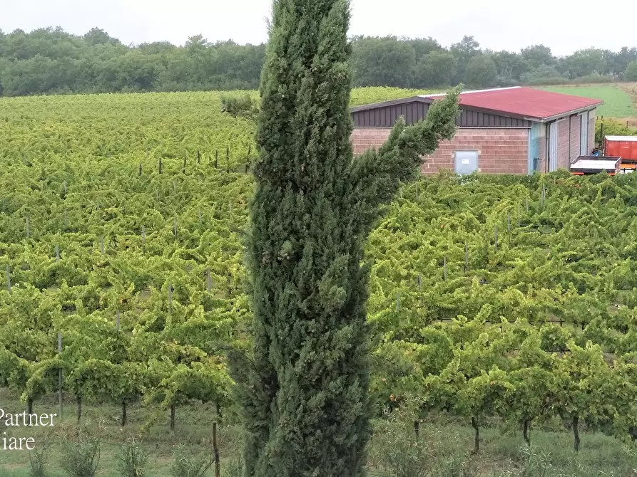 Immagine 12 di Azienda agricola in vendita  in Via Soccorso a Castiglione Del Lago