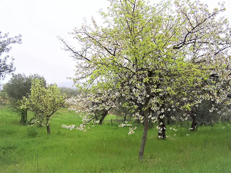 Immagine 4 di Terreno industriale in vendita  in contrada puglianna a Treglio