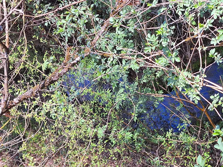Immagine 5 di Terreno agricolo in vendita  in Via delle Grotte 1521 a Morlupo