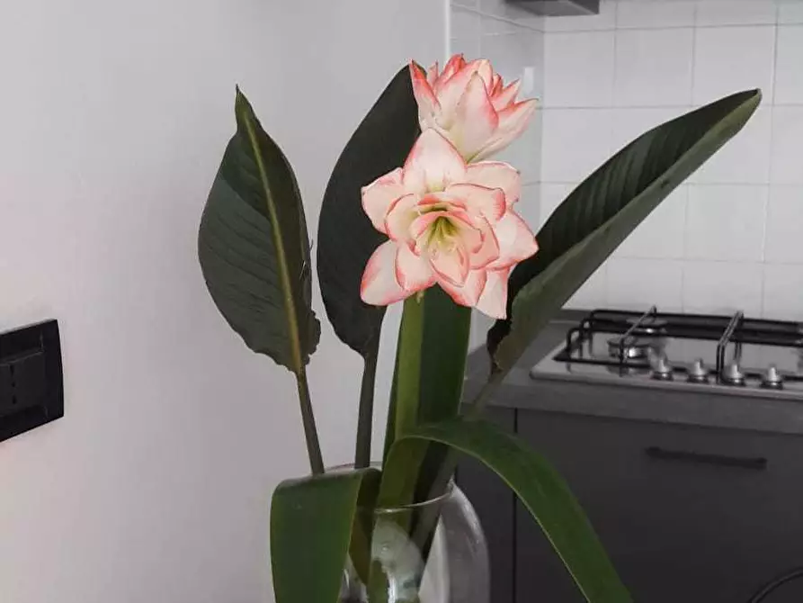 Immagine 2 di Bilocale in affitto  a Lavagna